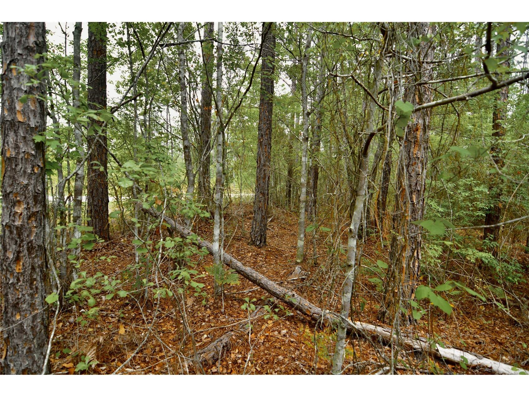 Sweet Gum Road Glen Saint Mary FL 32040 OM725868 image31
