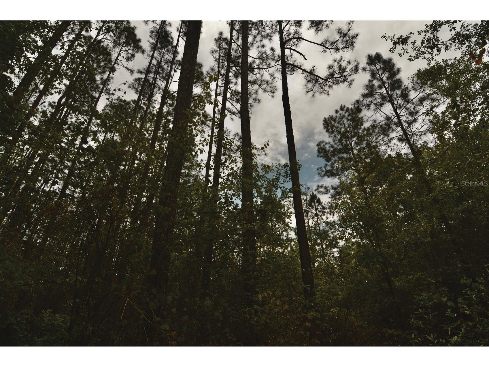 Sweet Gum Road Glen Saint Mary FL 32040 OM725868 image34