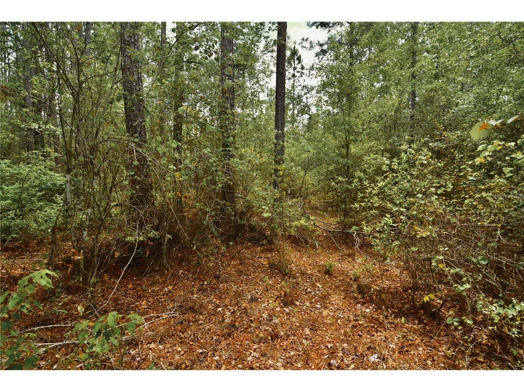 Sweet Gum Road Glen Saint Mary FL 32040 OM725868 image4