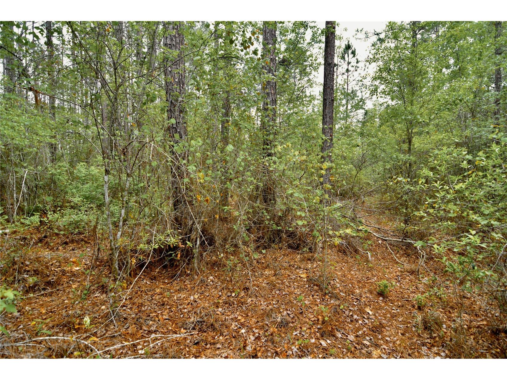 Sweet Gum Road Glen Saint Mary FL 32040 OM725868 image8