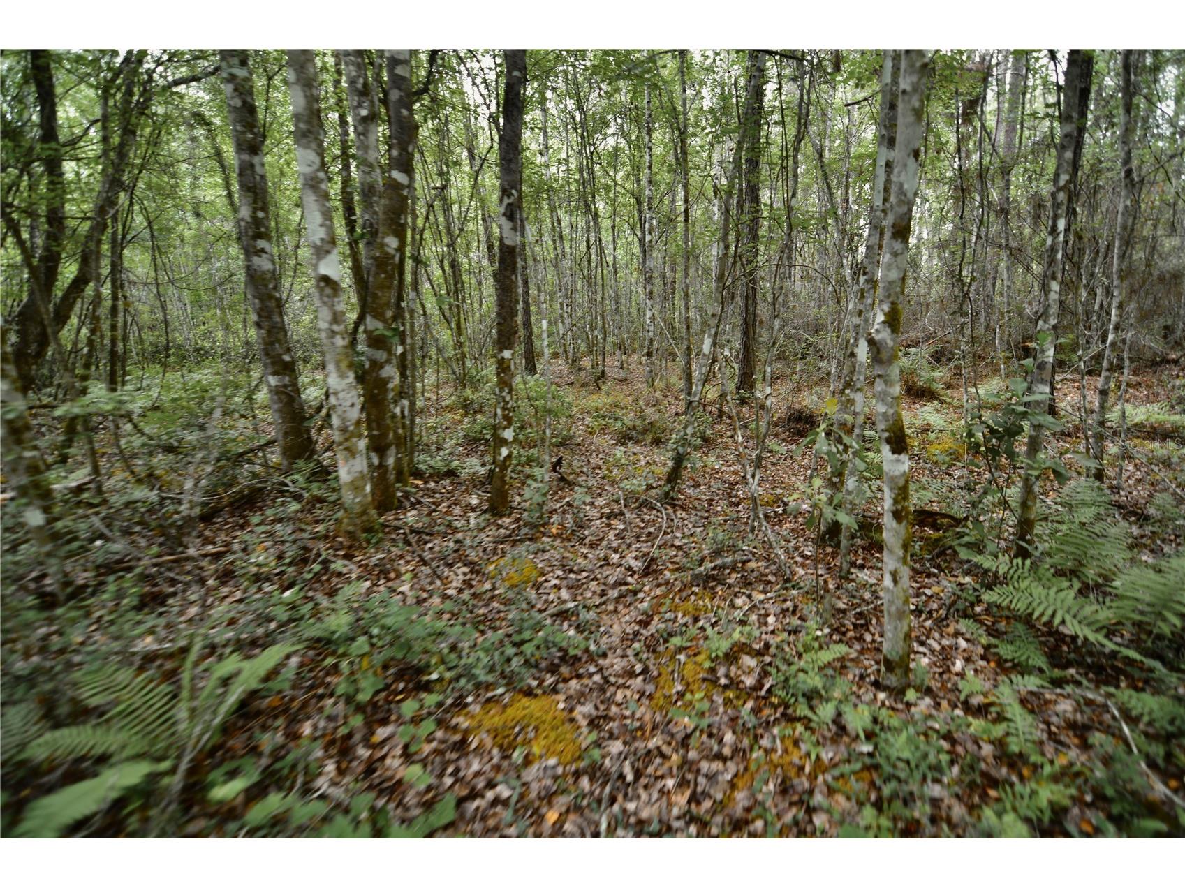 Sweet Gum Road Glen Saint Mary FL 32040 OM725868 image9