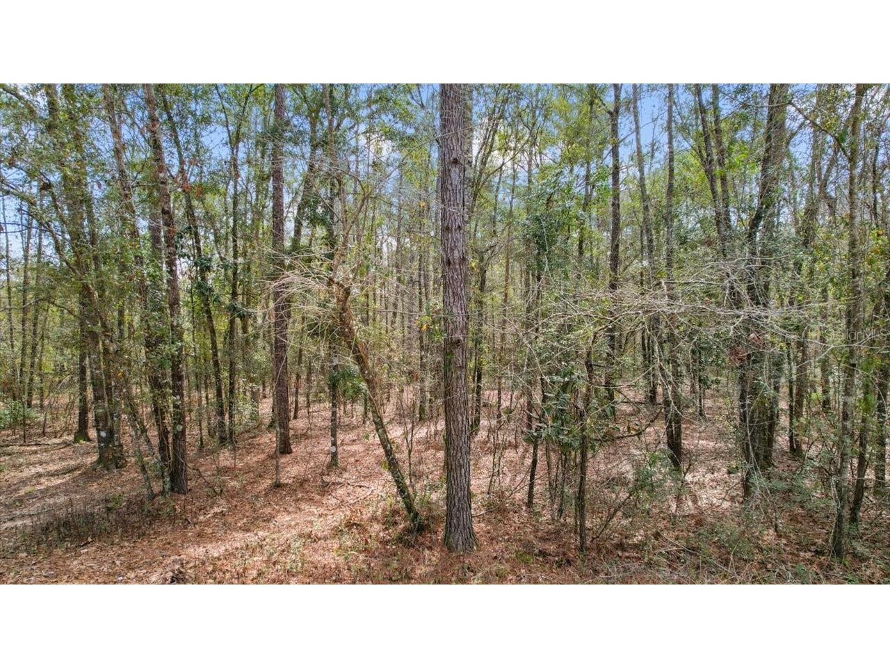 Sweetfield Road Monticello FL 32344 T3505054 image1