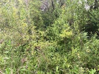 Sweetwater Trail Kissimmee FL 34747 S5107359 image1