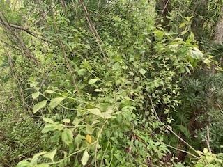 Sweetwater Trail Kissimmee FL 34747 S5151237 image1