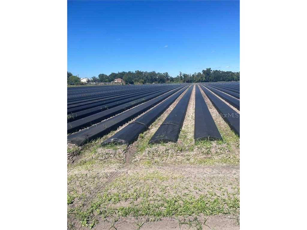 Sydney Road Dover FL 33527 W7879918 image7