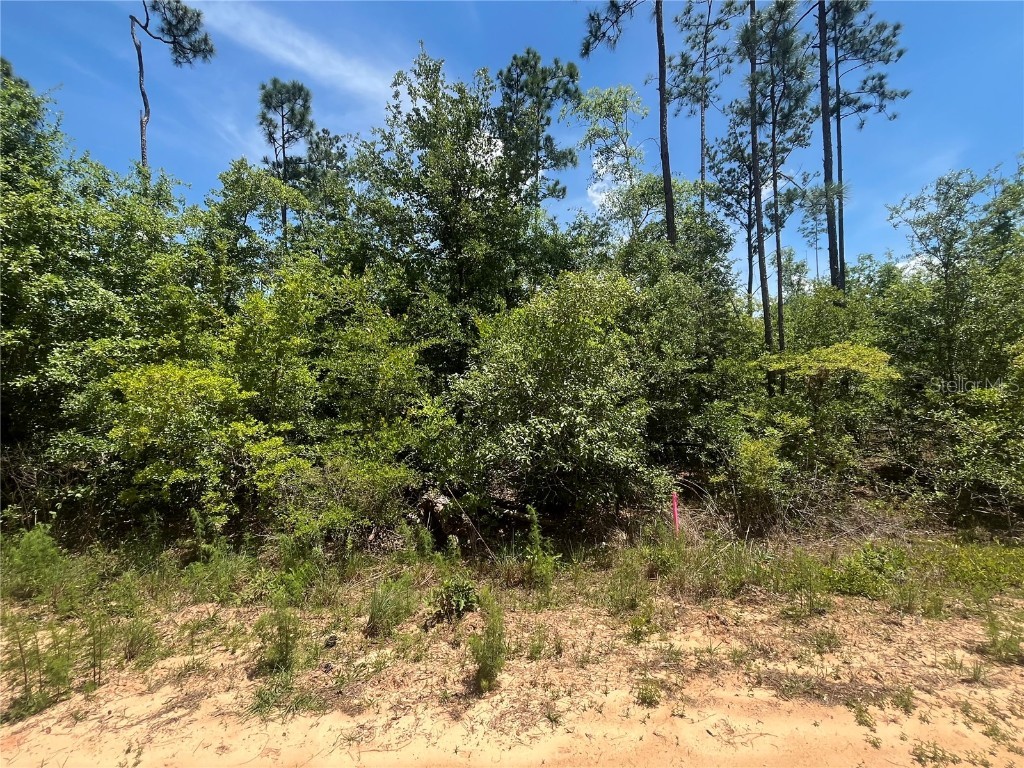 Tamarac Road Marianna FL 32448 OK225303 image3