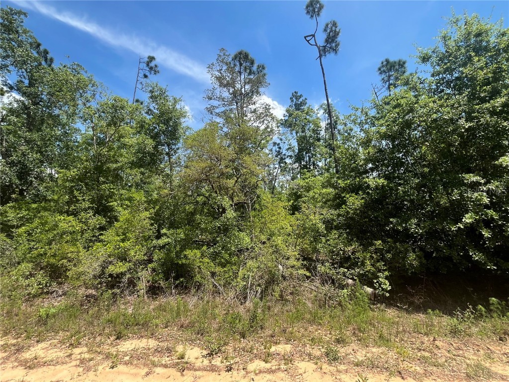 Tamarac Road Marianna FL 32448 OK225303 image5