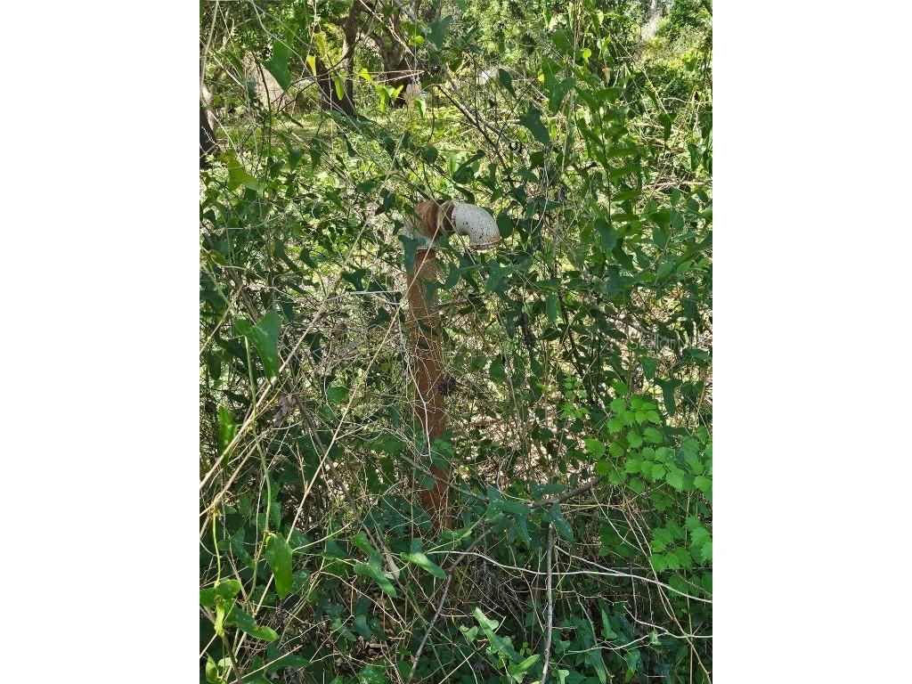 Tannahill Street Dade City FL 33523 TB8376595 image9