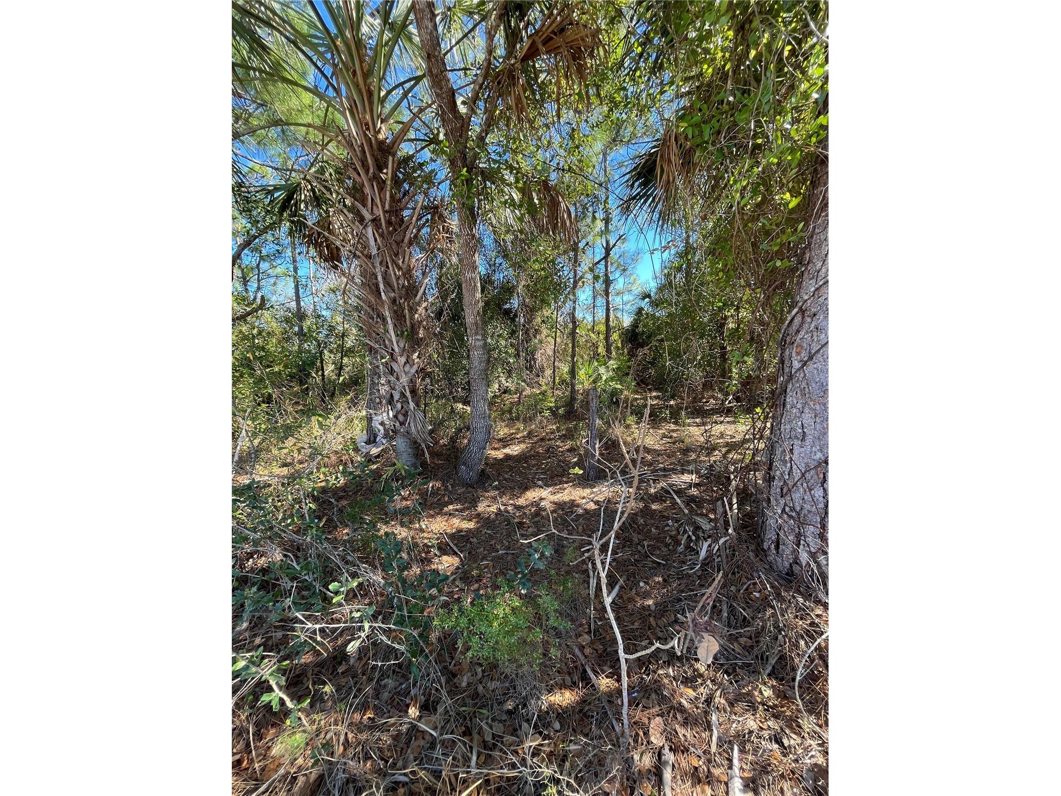 Taplin Ave North Port FL 34291 O6407547 image11