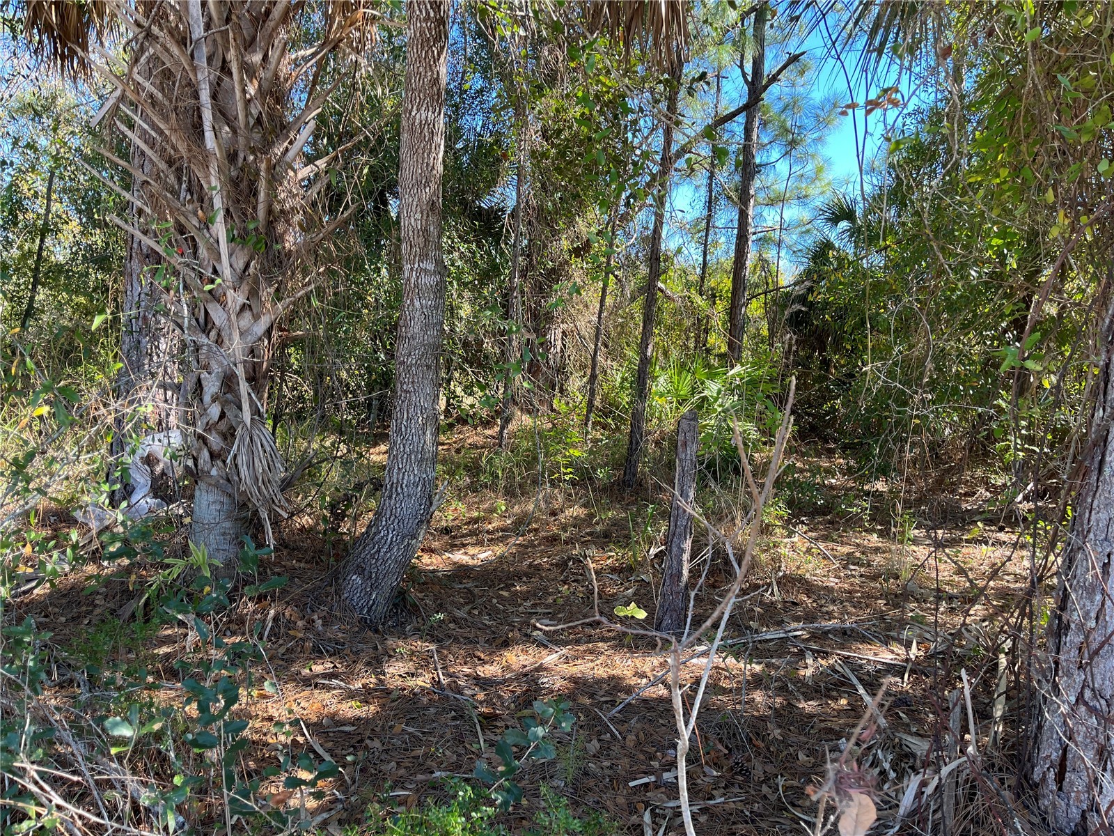 Taplin Ave North Port FL 34291 O6407547 image7