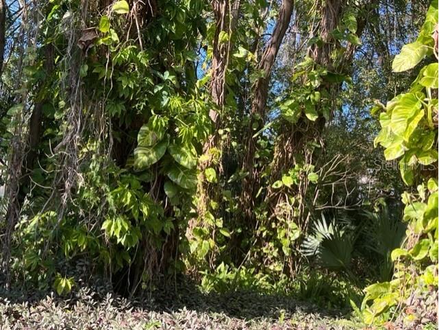  Tarpon Springs FL 34689 U8197678 image1