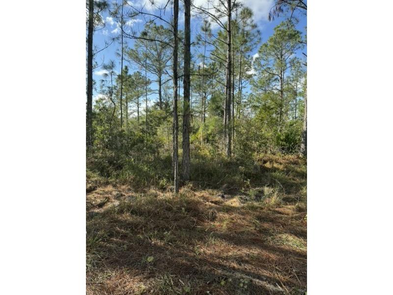 Tbd Frostproof FL 33843 OM727335 image2