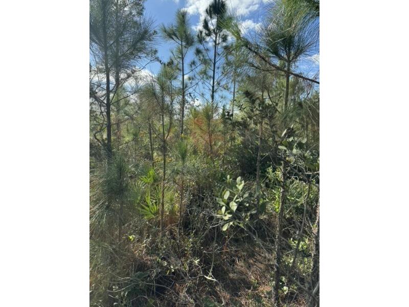 Tbd Frostproof FL 33843 OM727335 image3