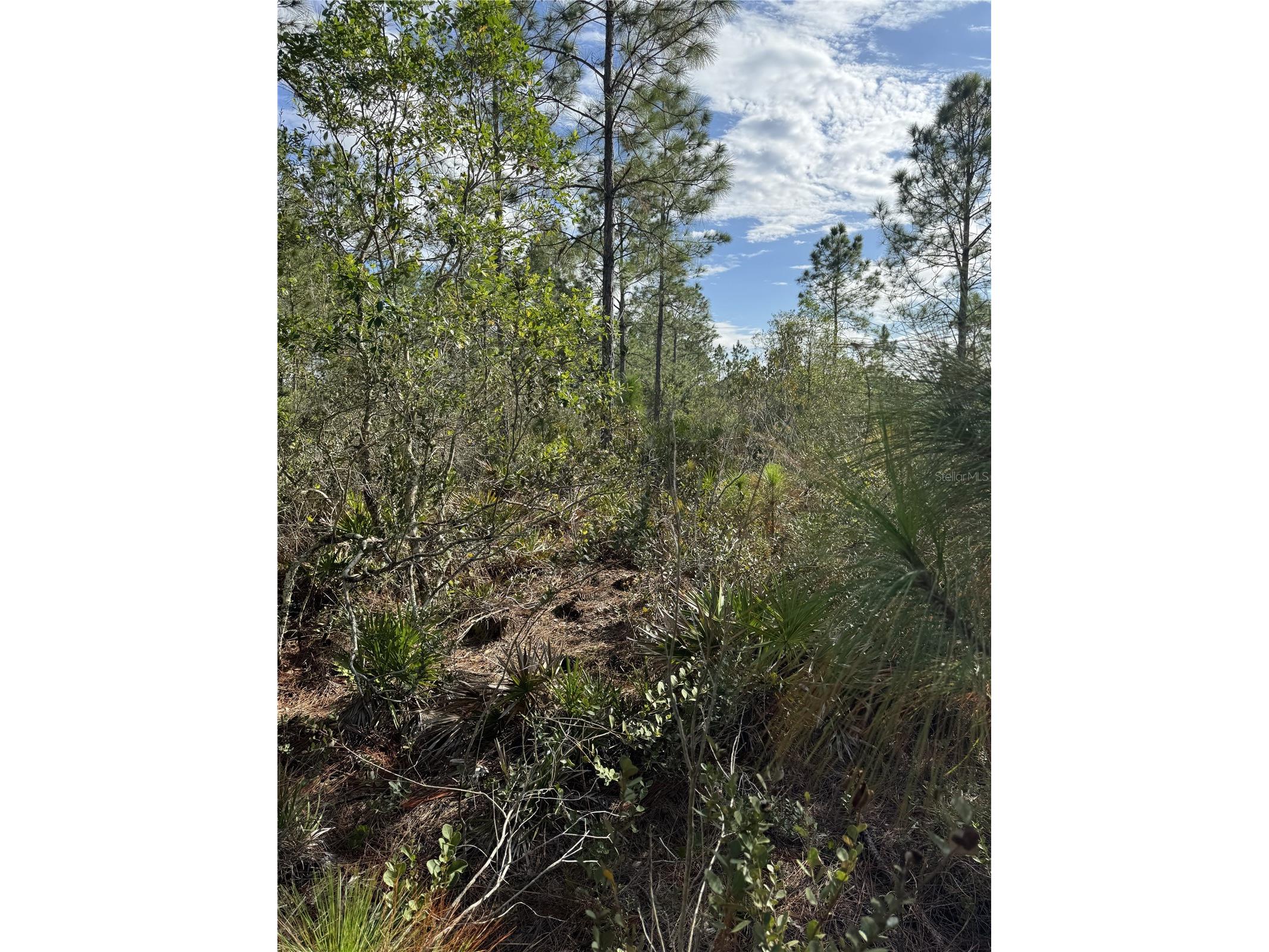 Tbd Frostproof FL 33843 OM727335 image4