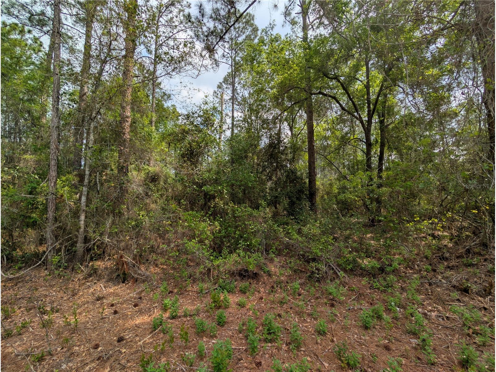 Tbd Ne 66th Court Citra FL 32113 OM721821 image1