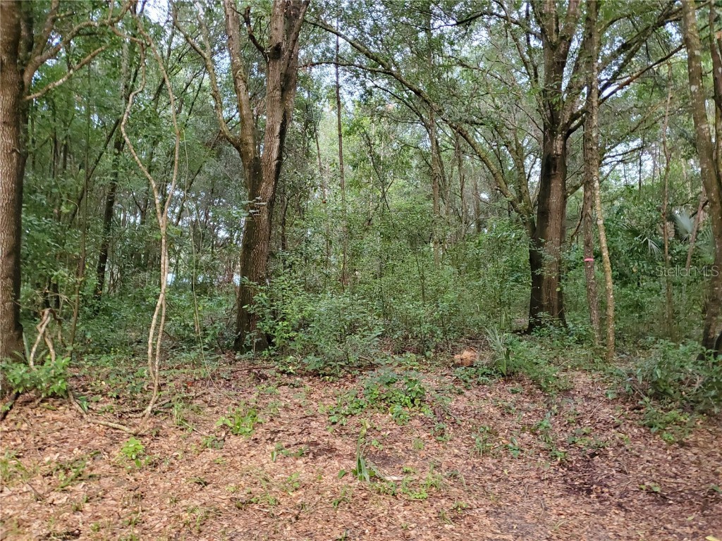 Tbd Se 135th Ct #6 Weirsdale FL 32195 OM655291 image1