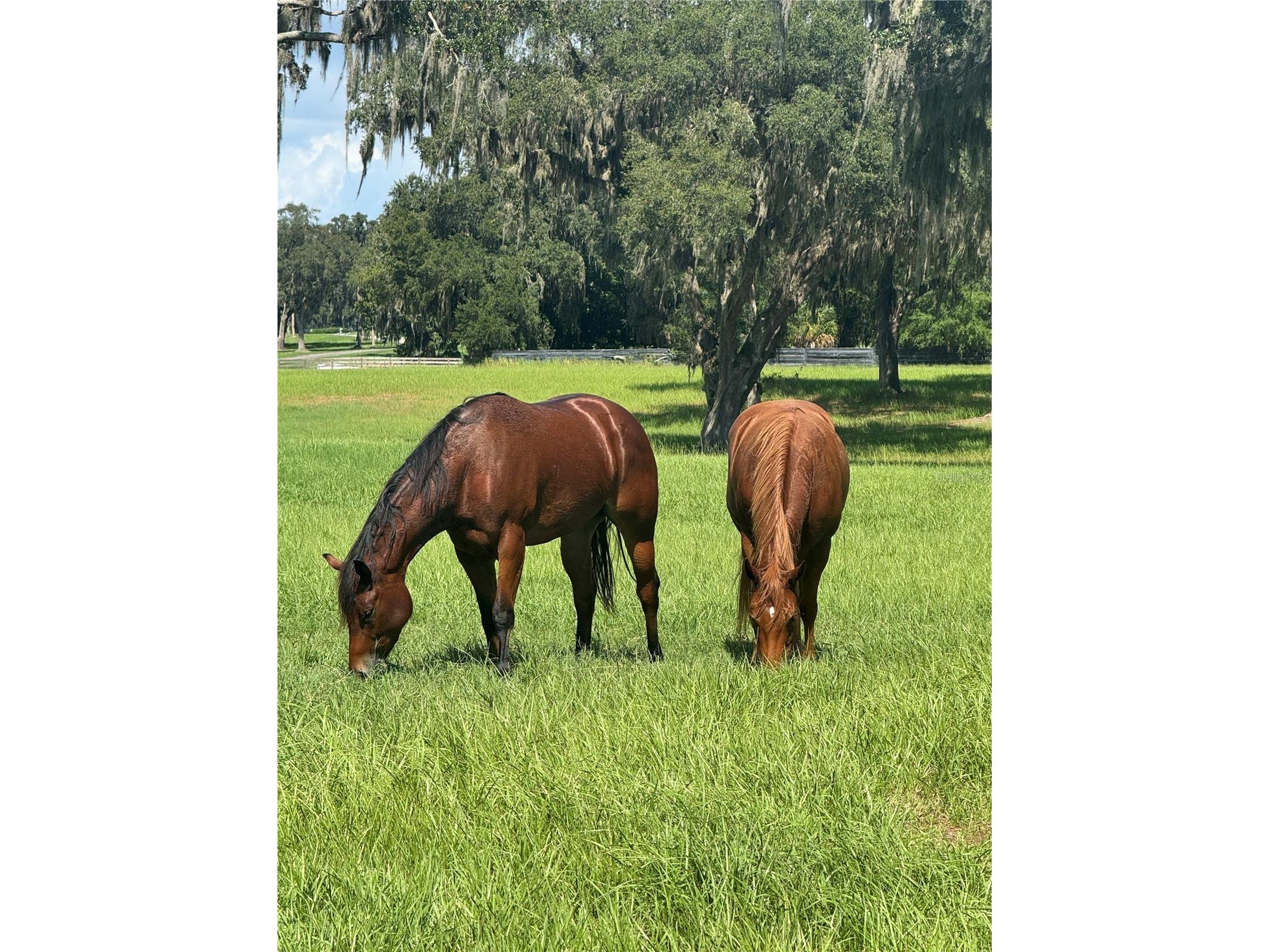 Tbd Se 157th Street Rd Summerfield FL 34491 OM704476 image12