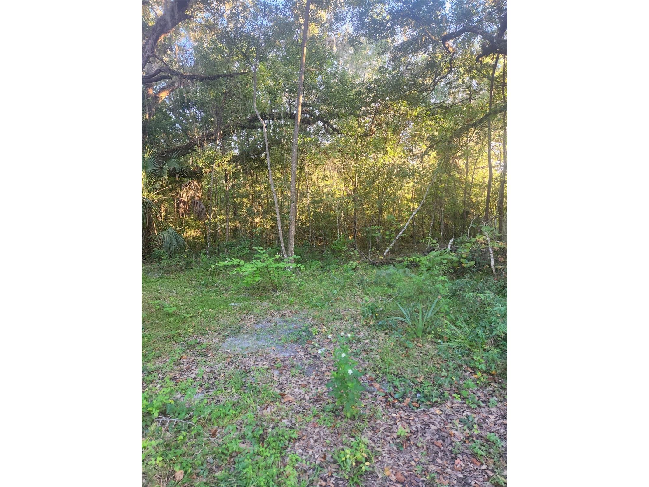 Tbd Se 75th Street Ocala FL 34480 OM686538 image1