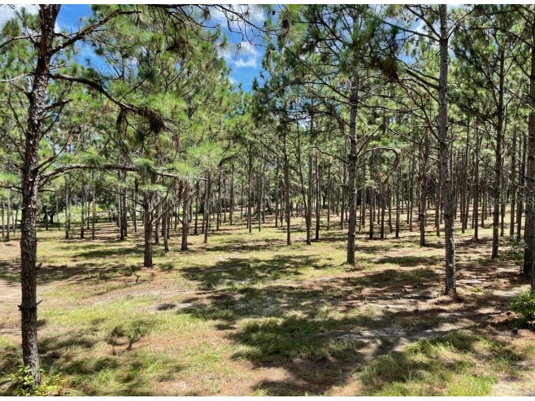 Tbd Se State Road Weirsdale FL 32195 - TIGERHEAD LAKE G5069592 image1