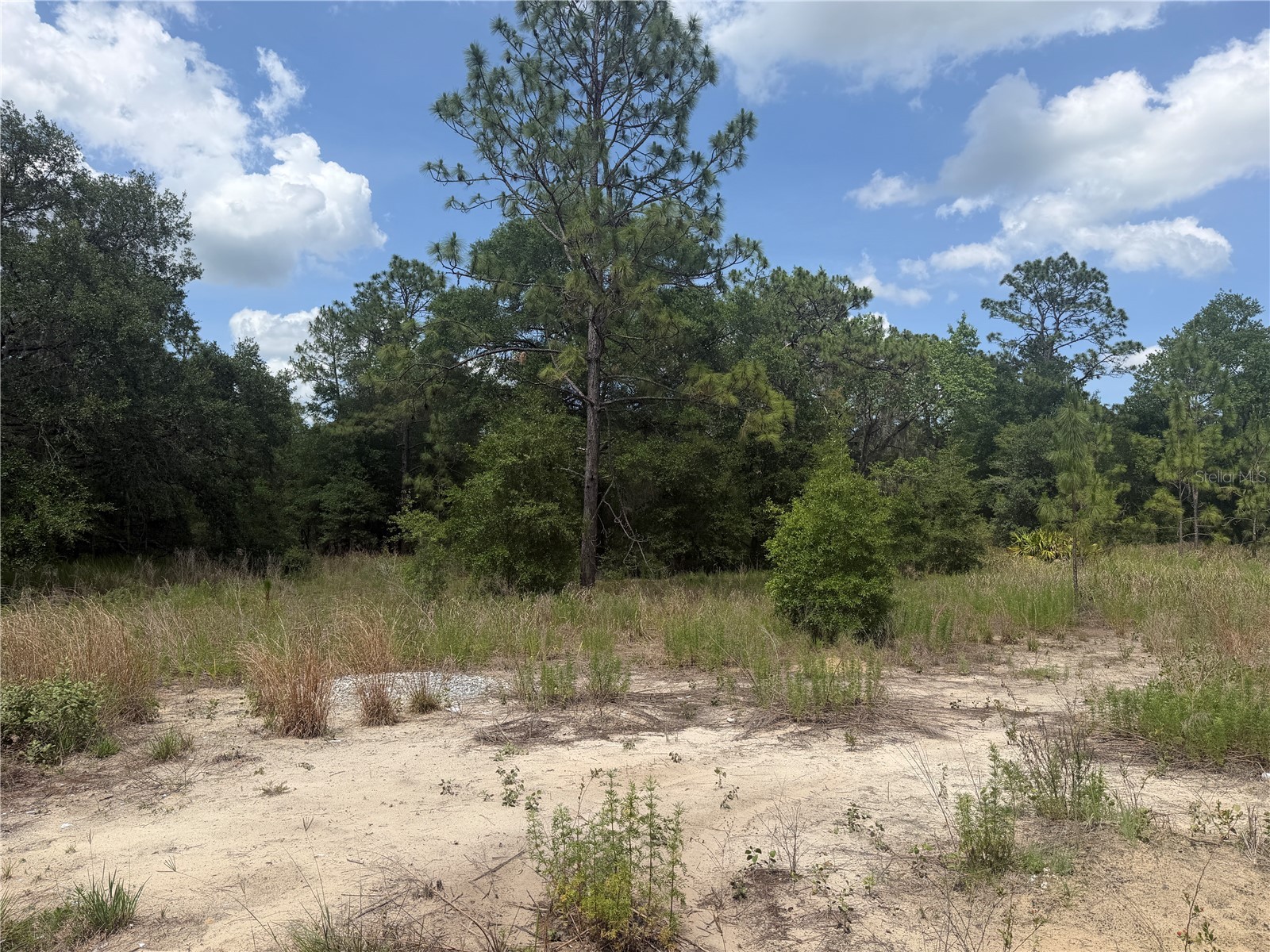Tbd Sw 145th Ct Ocala FL 34482 OM725503 image3