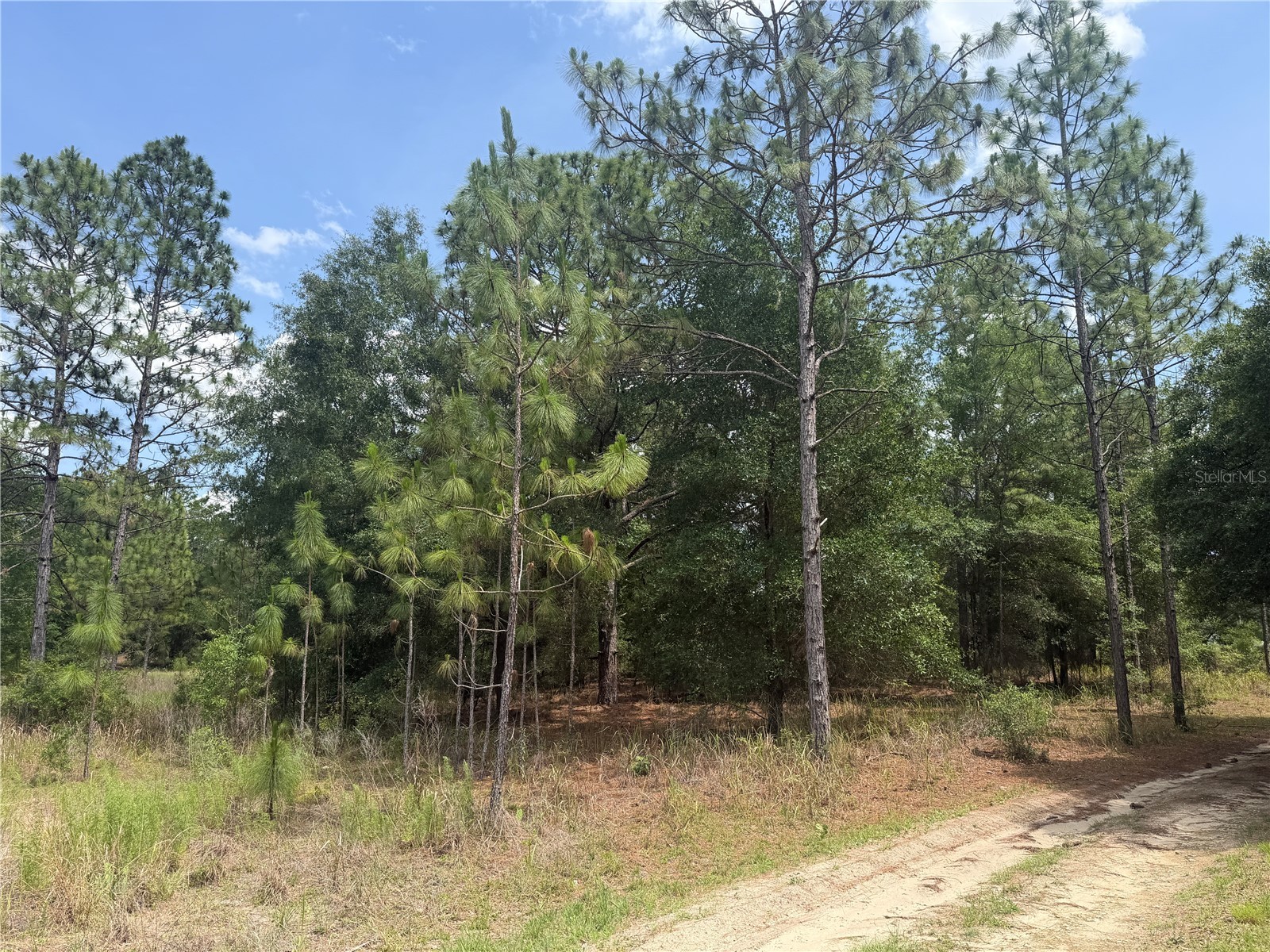 Tbd Sw 145th Ct Ocala FL 34482 OM725507 image4