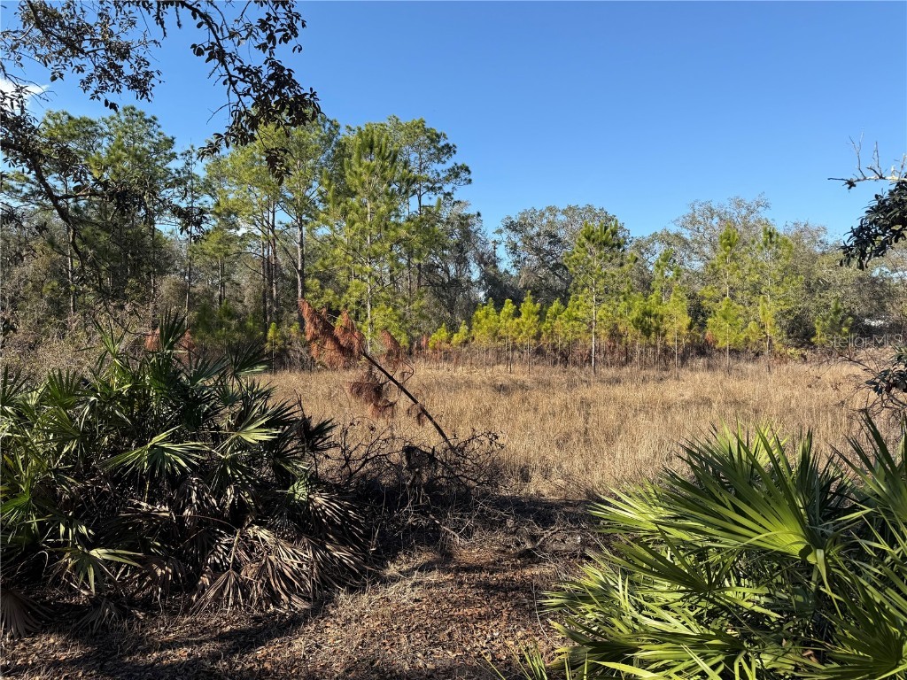 Tbd Tworut Road Webster FL 33597 G5092298 image1