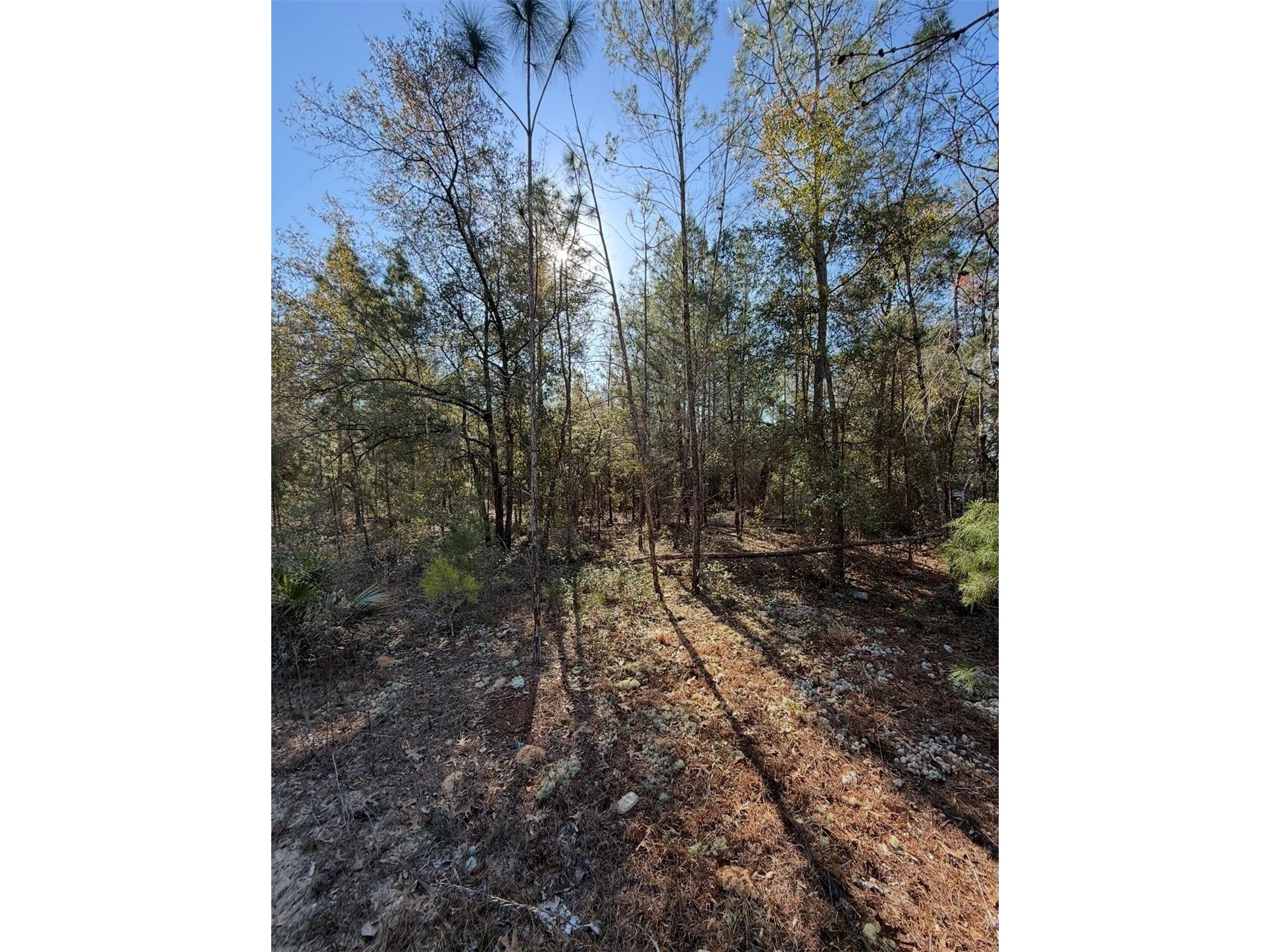 Tbt 5th Way Interlachen FL 32148 OM722356 image10