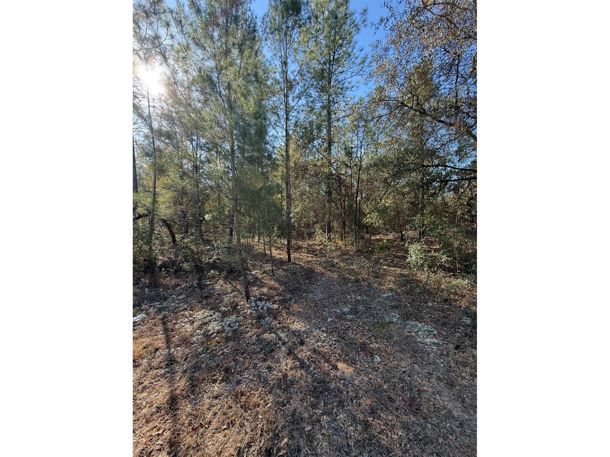 Tbt 5th Way Interlachen FL 32148 OM722356 image11
