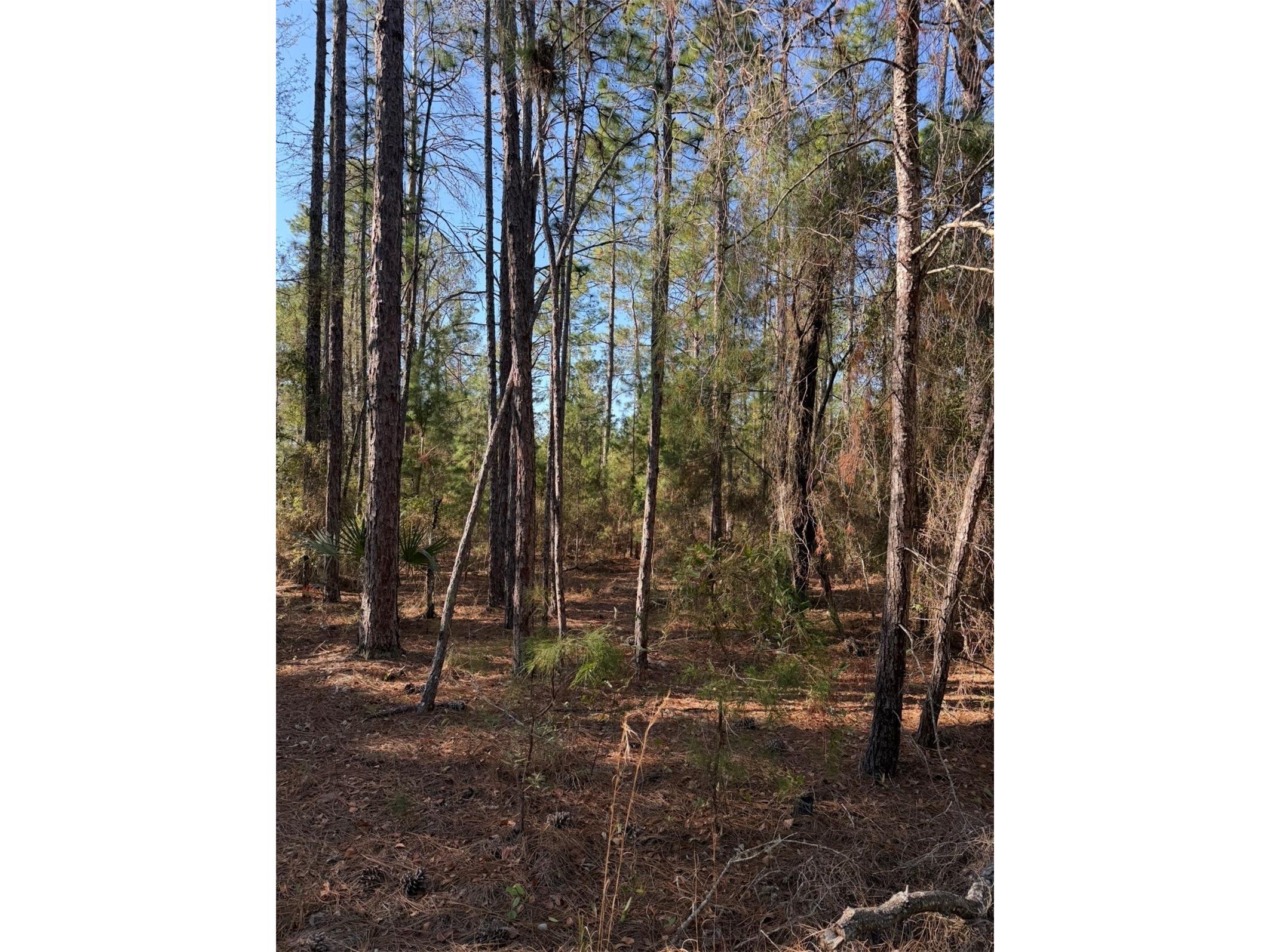 Tbt 5th Way Interlachen FL 32148 OM722356 image12