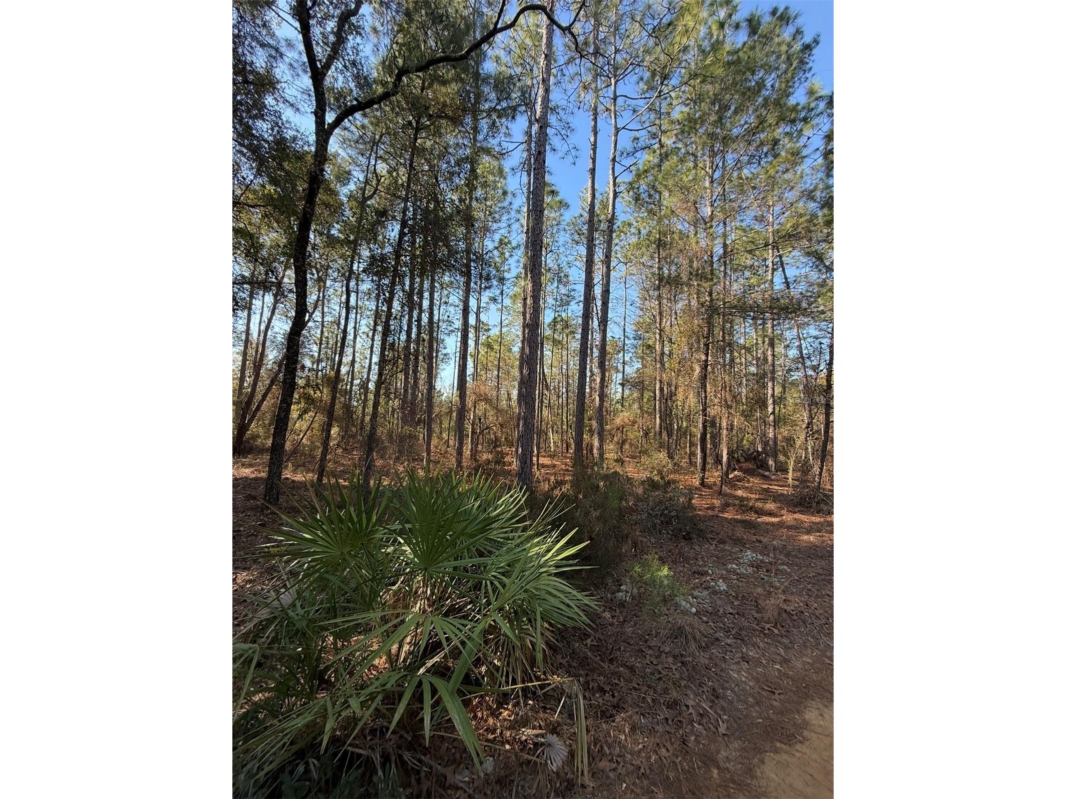 Tbt 5th Way Interlachen FL 32148 OM722356 image6