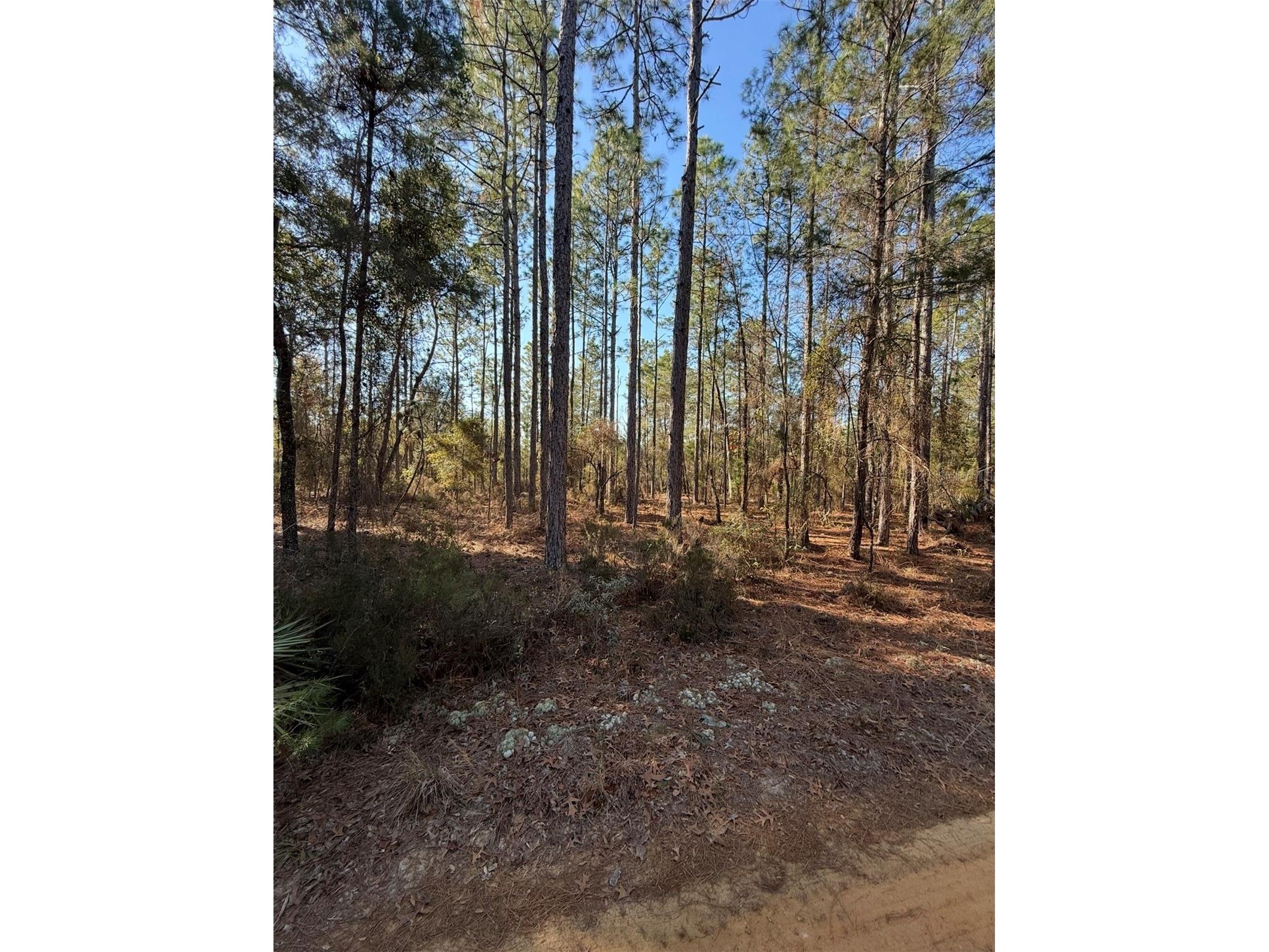 Tbt 5th Way Interlachen FL 32148 OM722356 image8