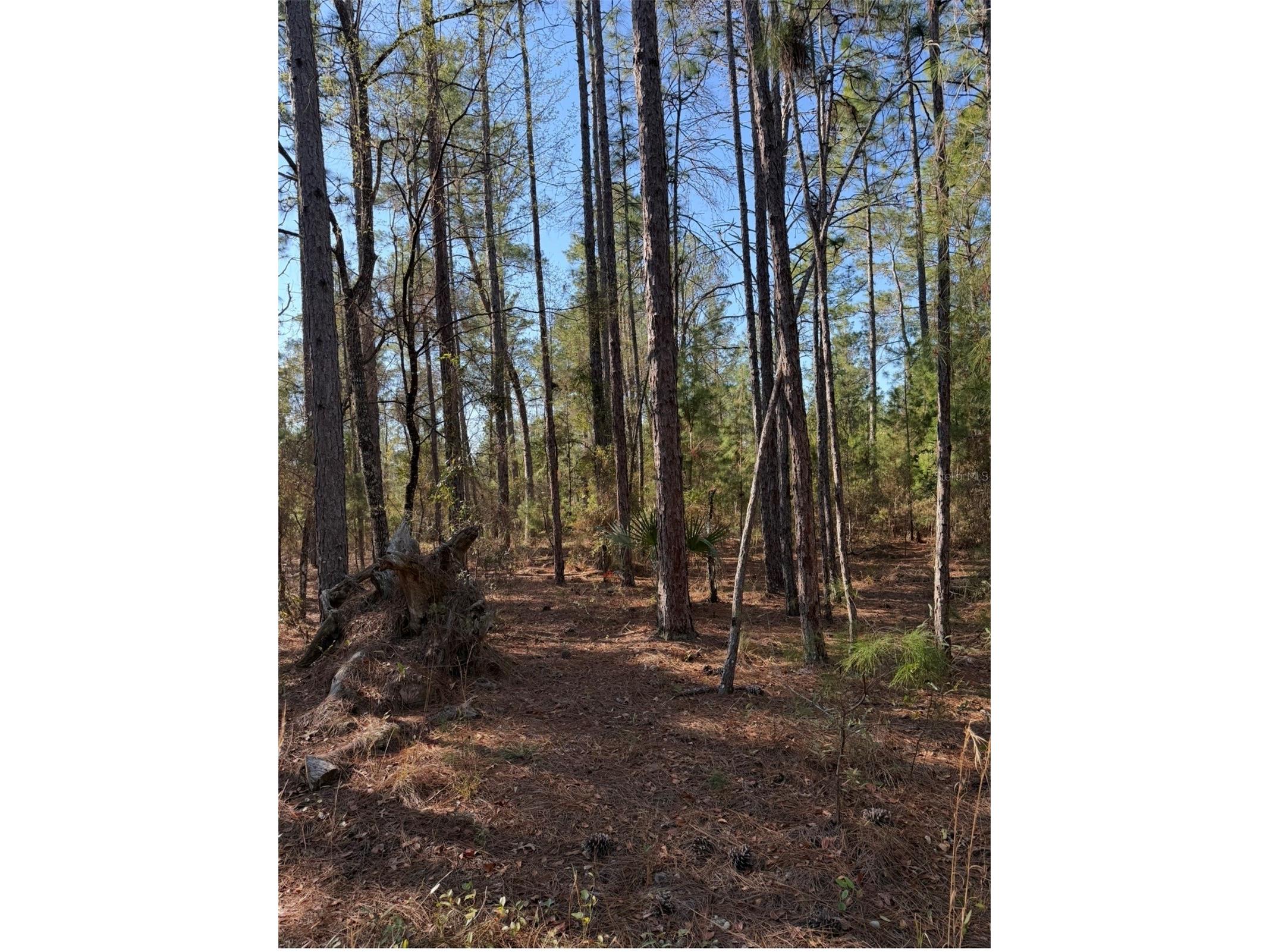 Tbt 5th Way Interlachen FL 32148 OM722356 image9