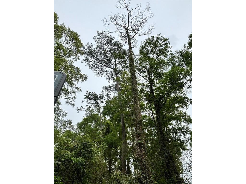 Teak Lane Ocala FL 34472 OM674817 image1