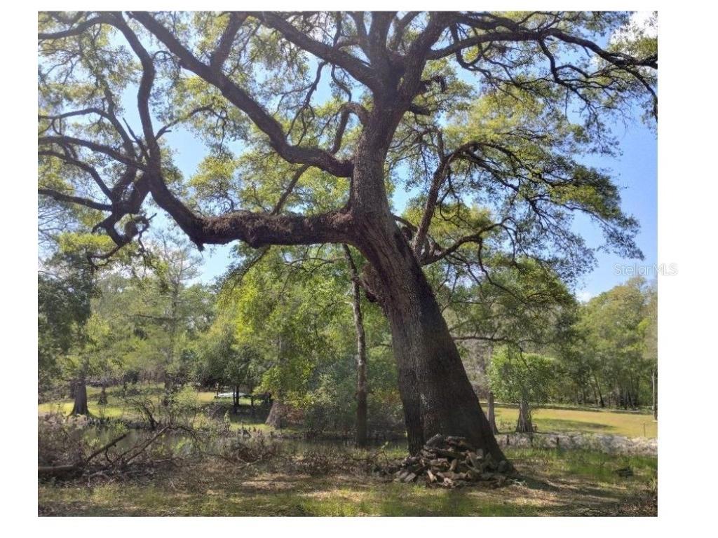 Tiger Street Dade City FL 33523 W7873611 image6