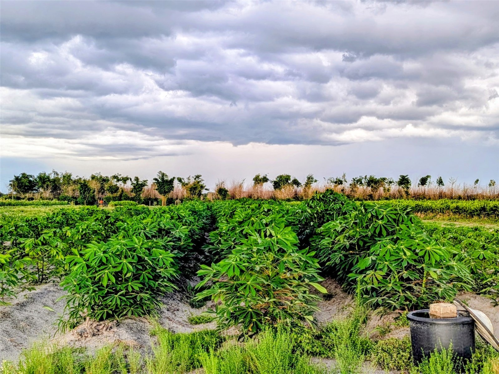 Tom Bryan Rd Zolfo Springs FL 33890 TB8514042 image12