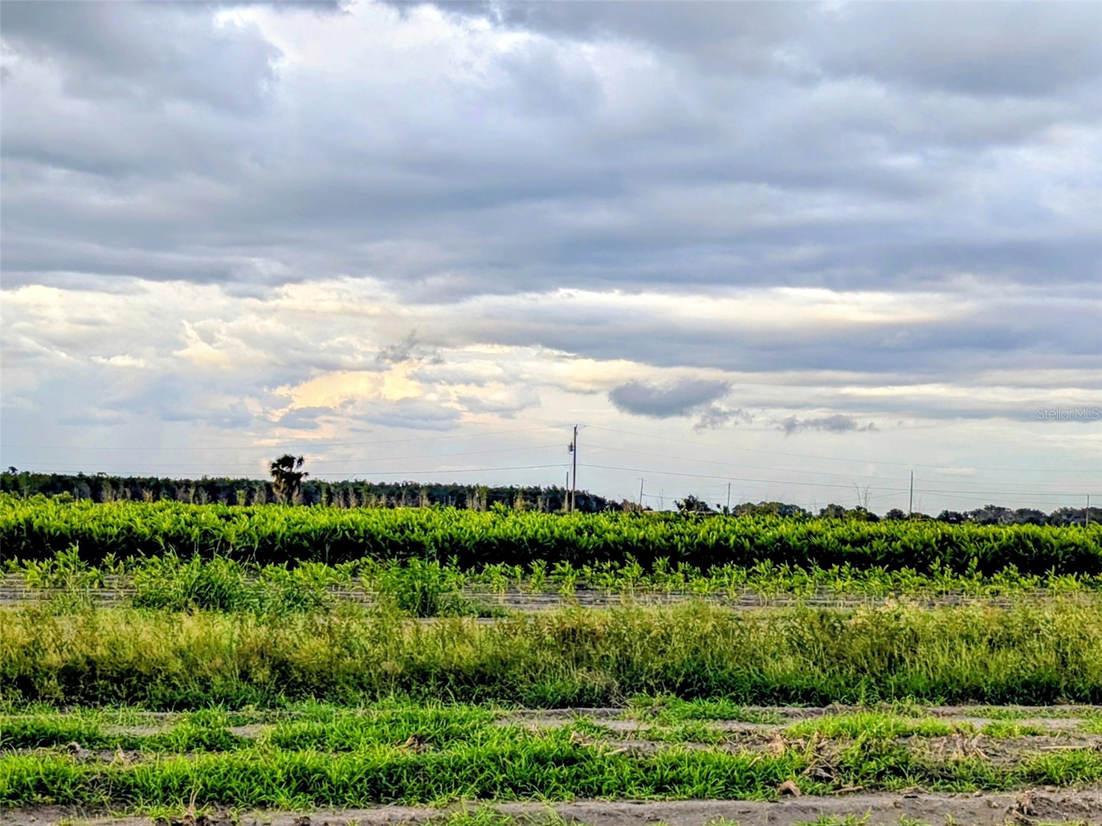Tom Bryan Rd Zolfo Springs FL 33890 TB8514042 image13