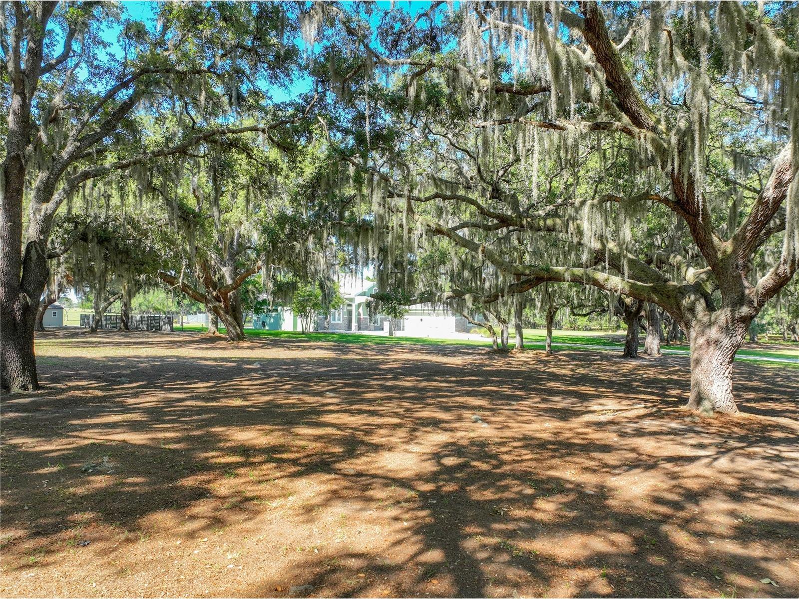 Trotting Horse Lane Tavares FL 32778 G5112598 image3