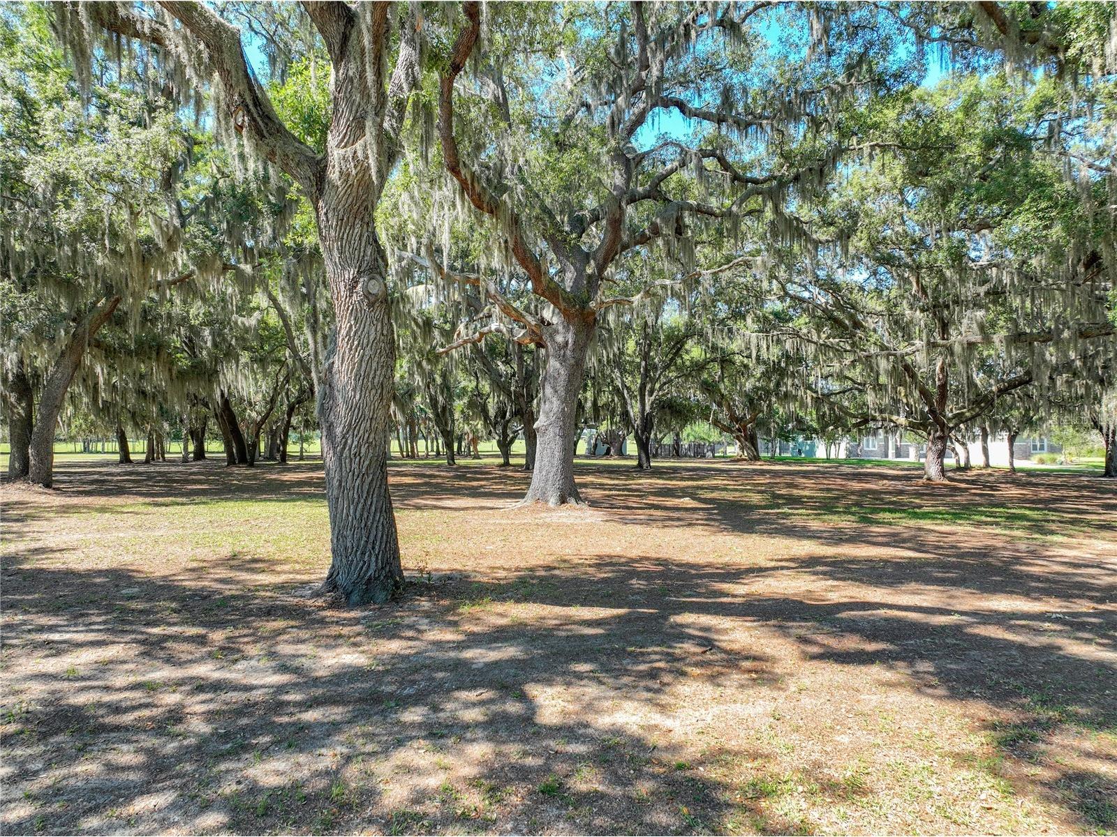 Trotting Horse Lane Tavares FL 32778 G5112598 image4