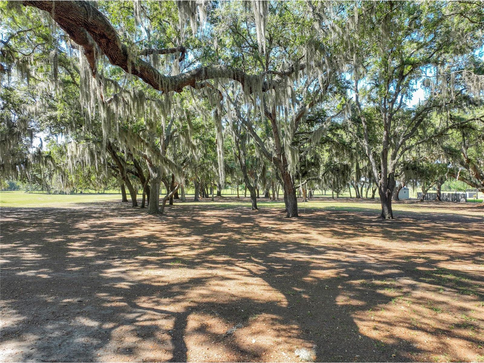 Trotting Horse Lane Tavares FL 32778 G5112598 image5