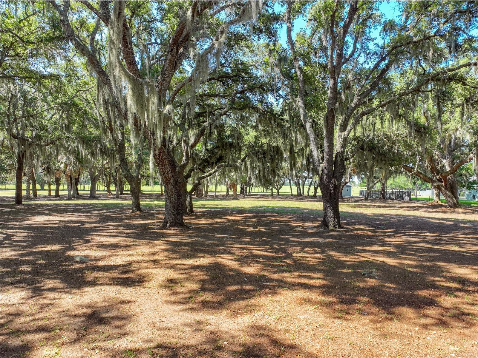 Trotting Horse Lane Tavares FL 32778 G5112598 image6