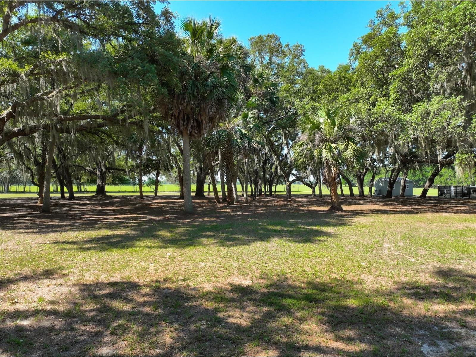 Trotting Horse Lane Tavares FL 32778 G5112598 image7