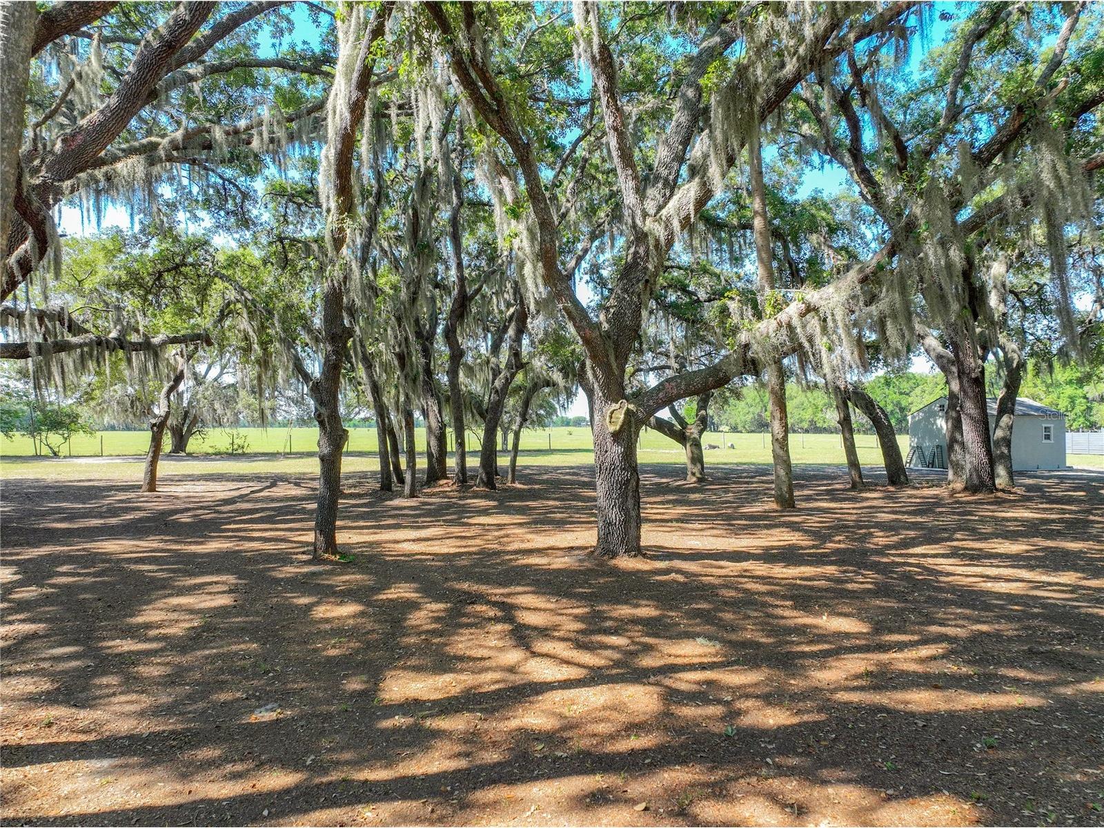 Trotting Horse Lane Tavares FL 32778 G5112598 image8