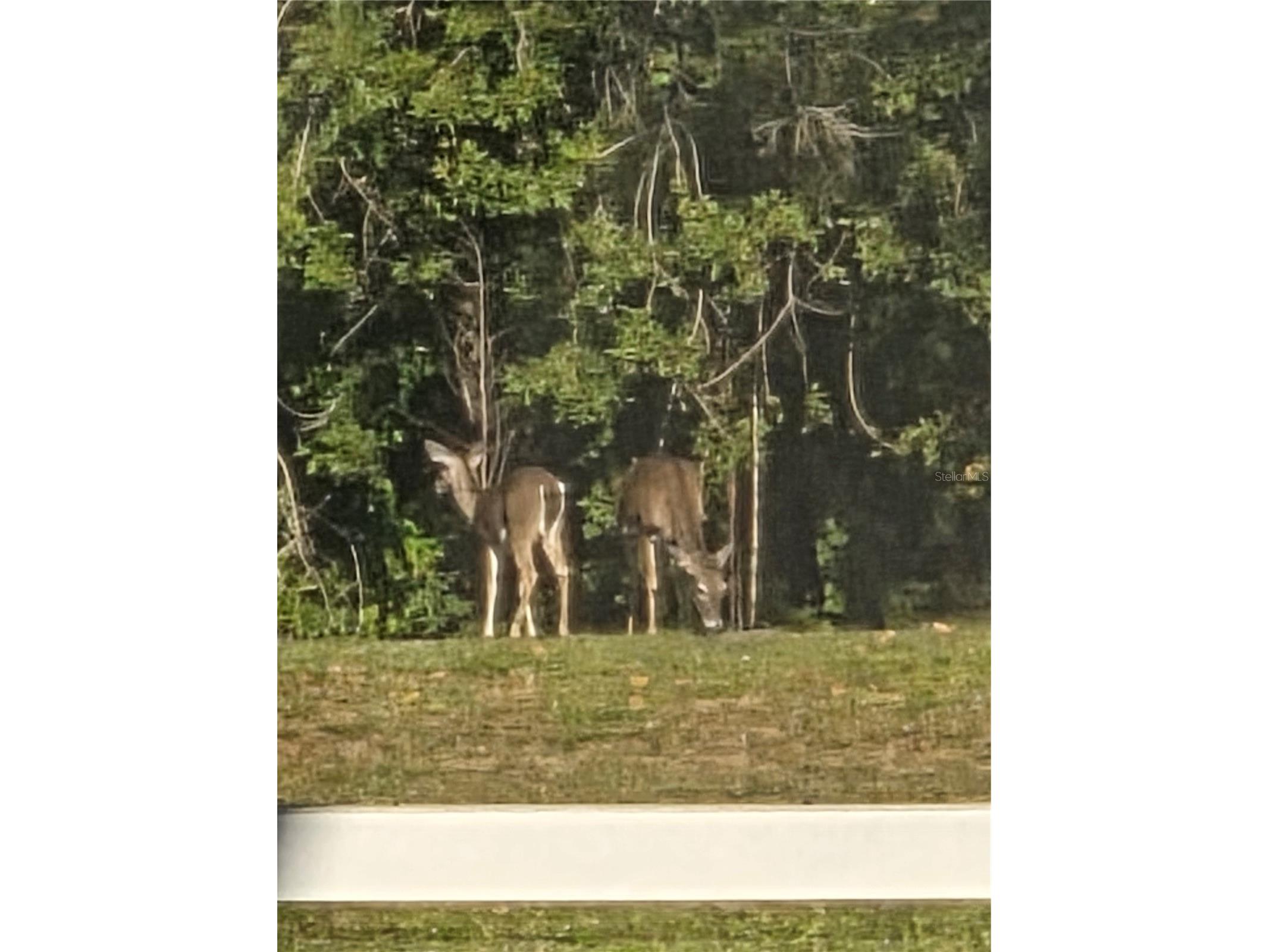  Tarpon Springs FL 34689 W7887490 image41