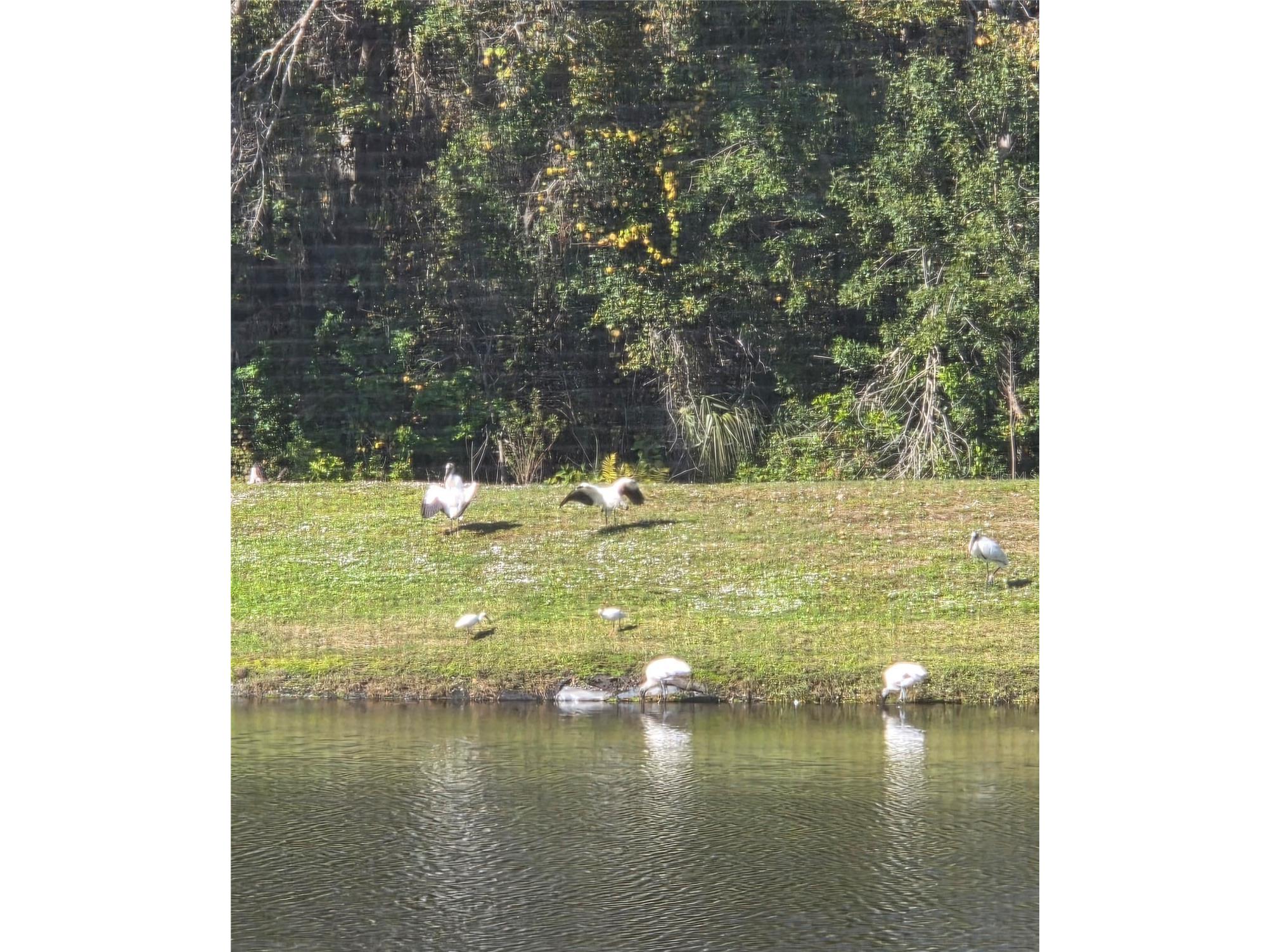  Tarpon Springs FL 34689 W7887490 image45