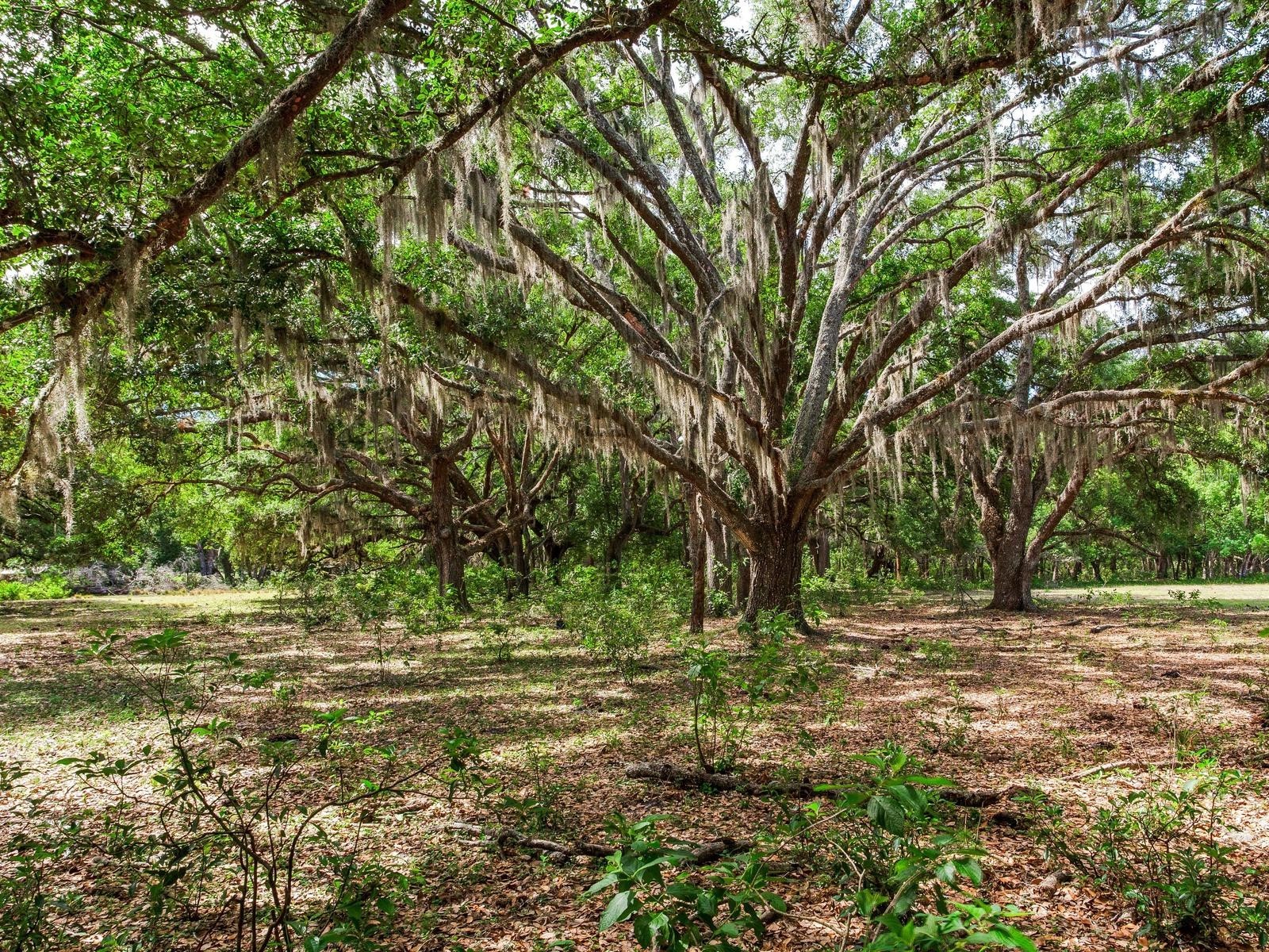  Thonotosassa FL 33592 TB8505252 image1