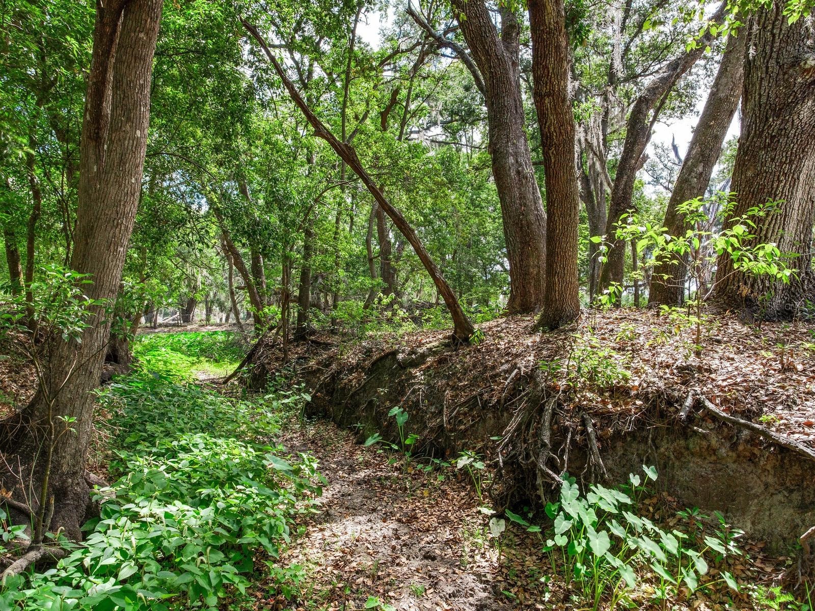  Thonotosassa FL 33592 TB8505252 image10