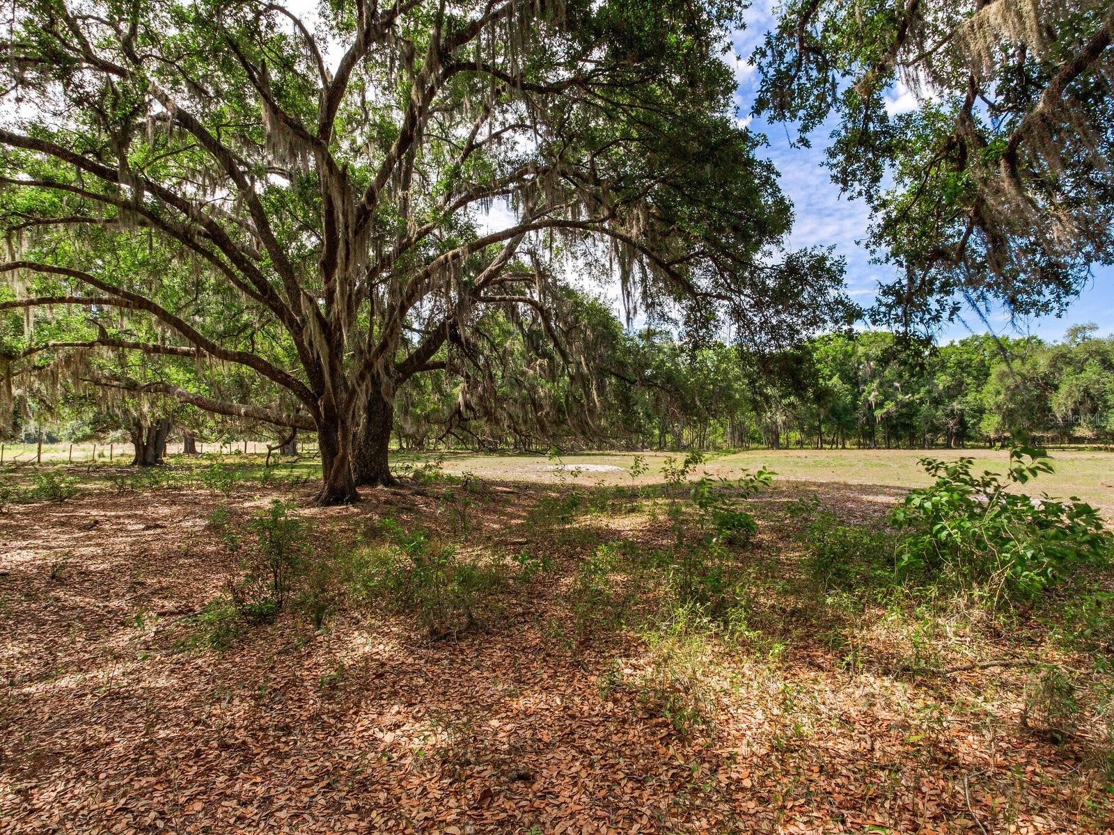  Thonotosassa FL 33592 TB8505252 image11