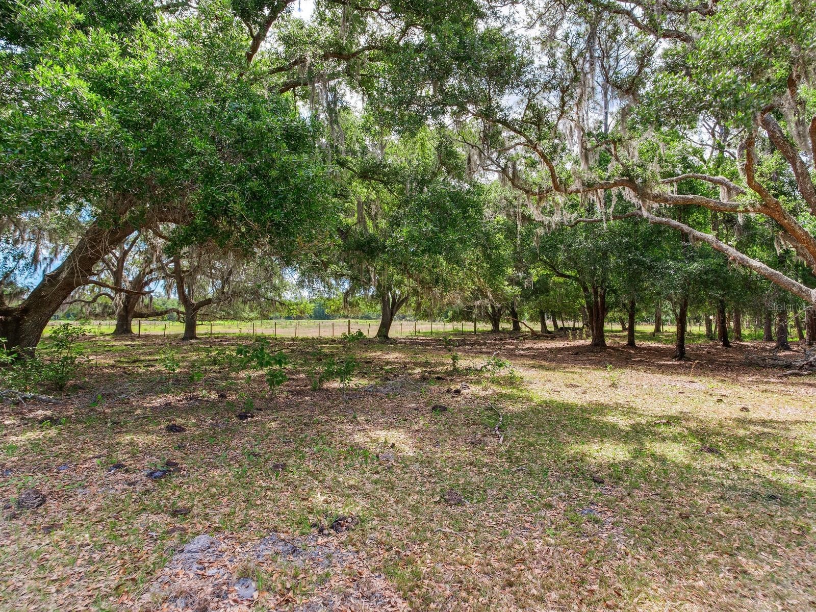  Thonotosassa FL 33592 TB8505252 image13