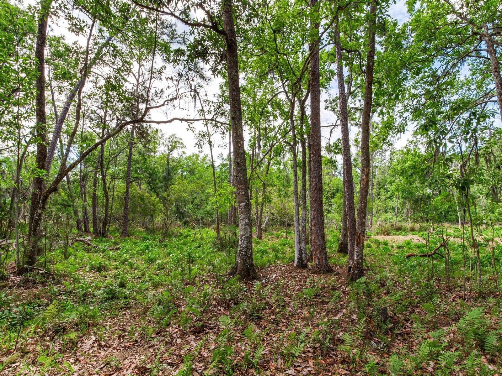  Thonotosassa FL 33592 TB8505252 image14
