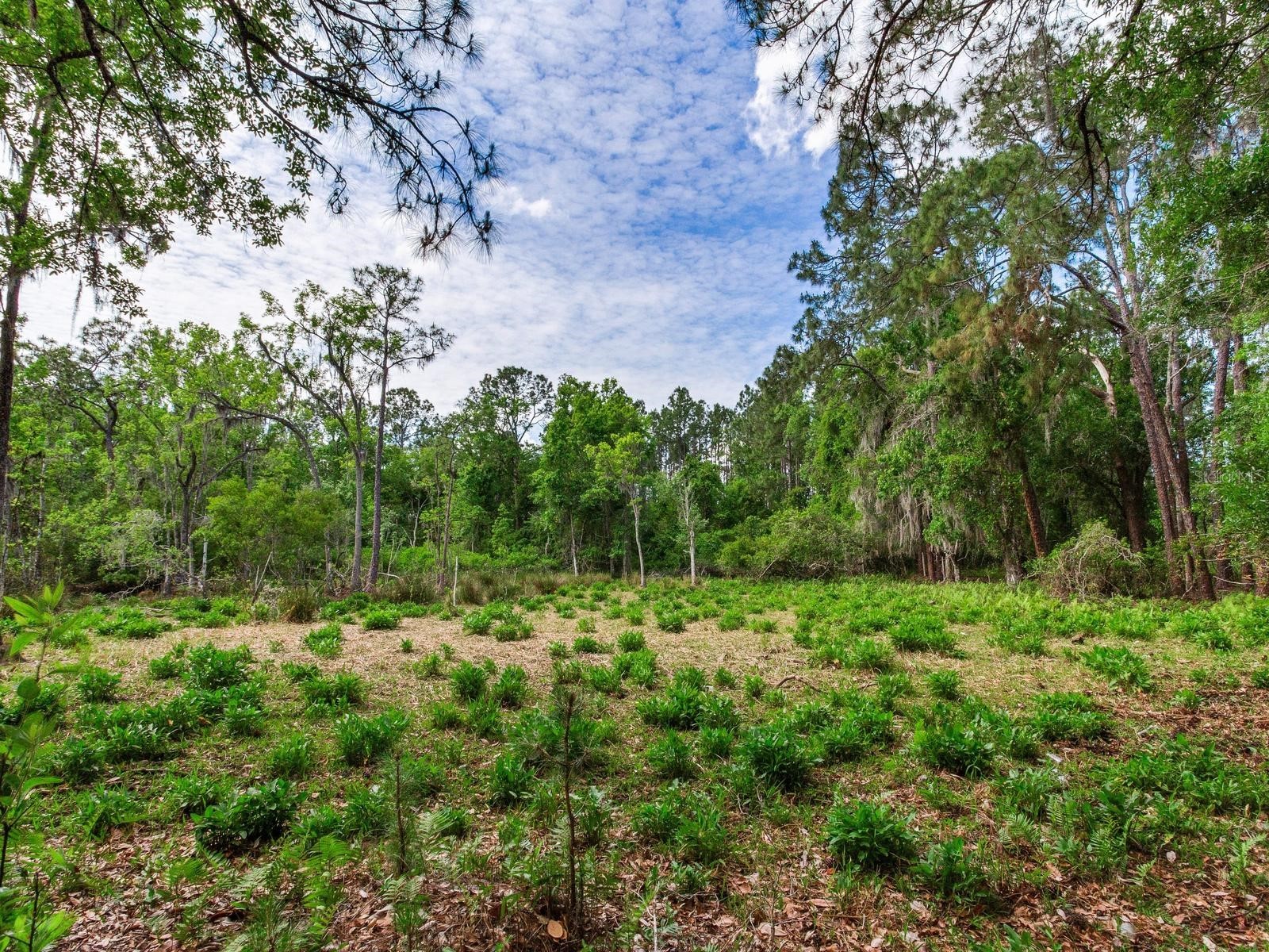  Thonotosassa FL 33592 TB8505252 image15